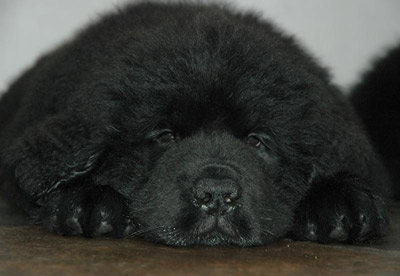 Newfoundland+puppies+nz