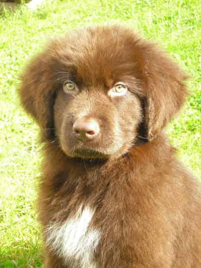 chocolate newfoundland puppies