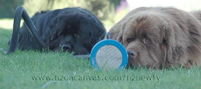 Newfoundlands Enzo and Henry wait for the blower to be turned on.