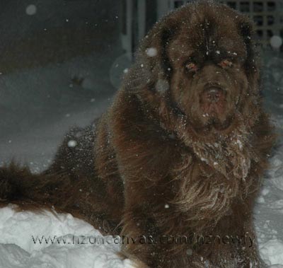 Newfoundland Enzo out in the snow
