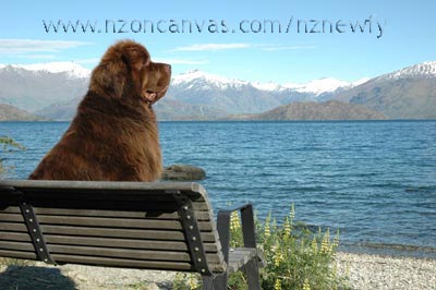 Newfoundland Enzo takes a brief rest from his walk along the shore of Lake Wanaka