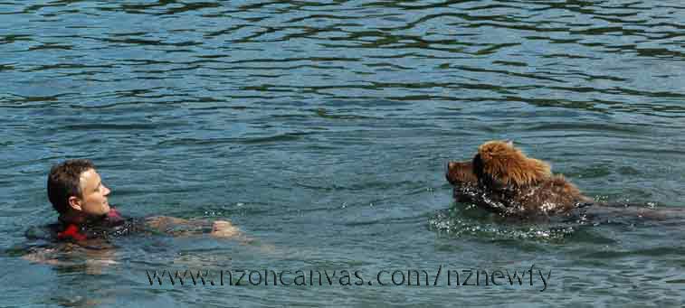 Newfoundland puppy Enzo learning to swim