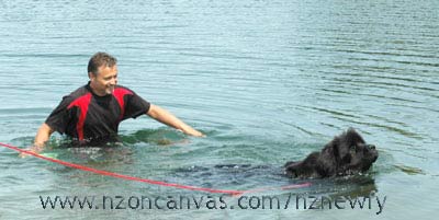 Newfoundland Henry taking swimming lessons on a longline