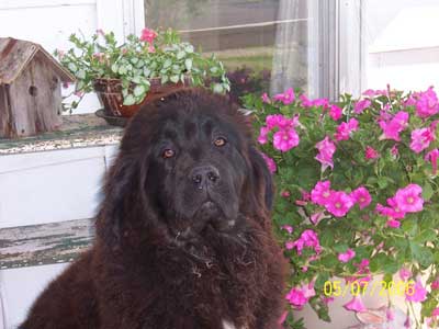 Newfoundland Sophie from Geneso, IL.
